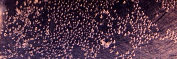 Lasvain Profile Banner