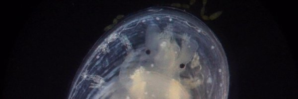 Crepidulatrix Profile Banner