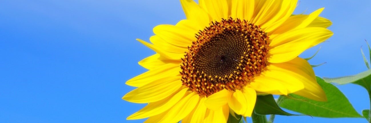 i_sihara's profile banner image