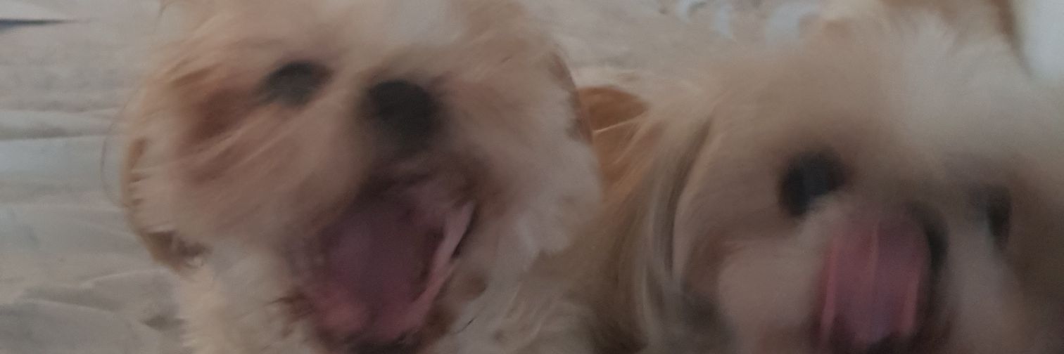 sophwilkinson_'s profile banner image