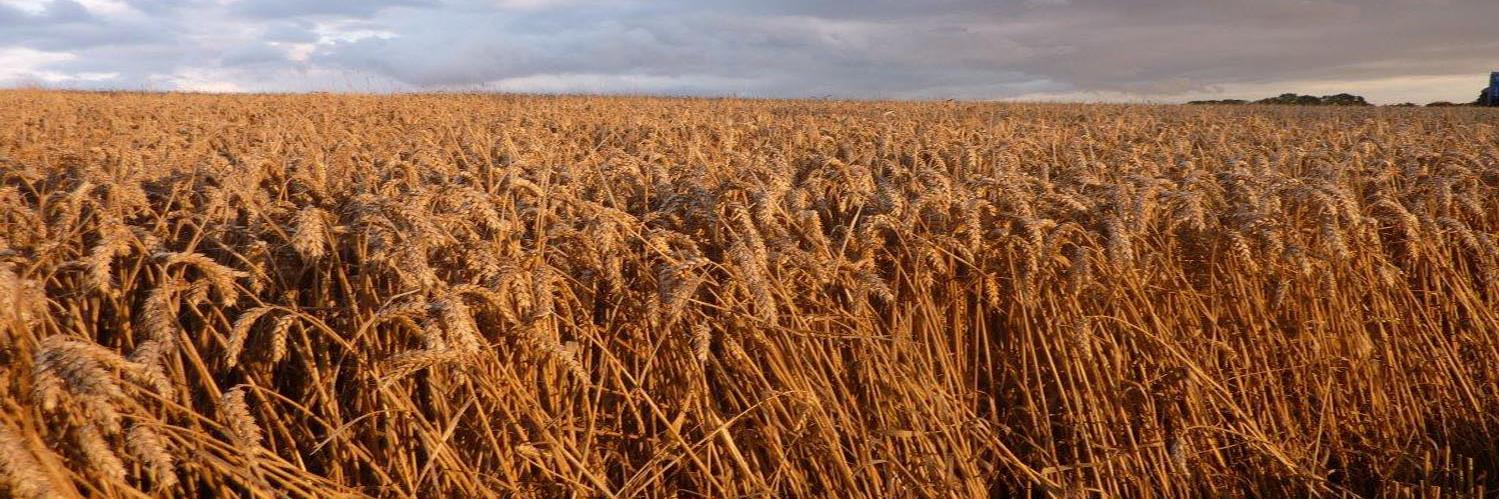 reglimagrain's profile banner image