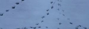 Footprint News banner