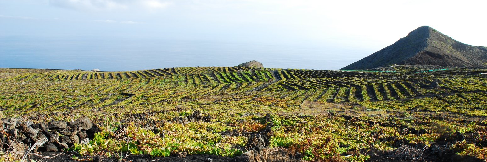 VinosTeneguia's profile banner image