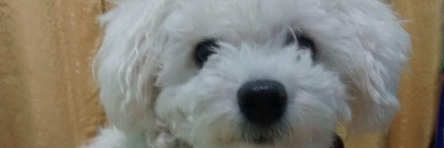 araceliorellana's profile banner image