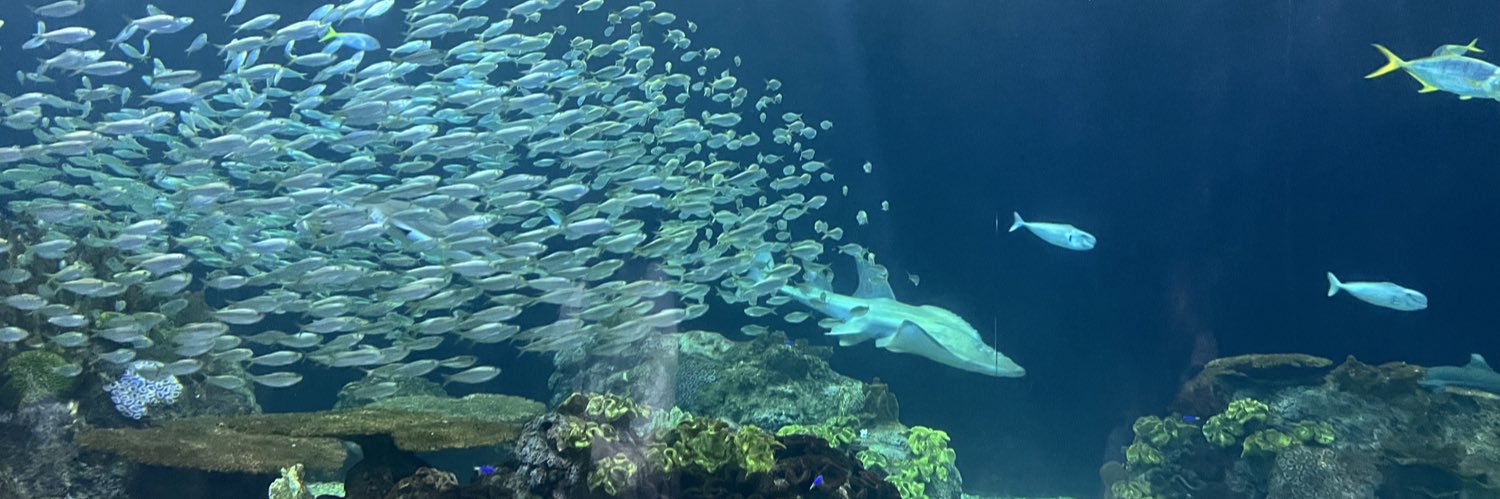 🐢𓆉 Alex Heeb 𓆉 🐢 banner