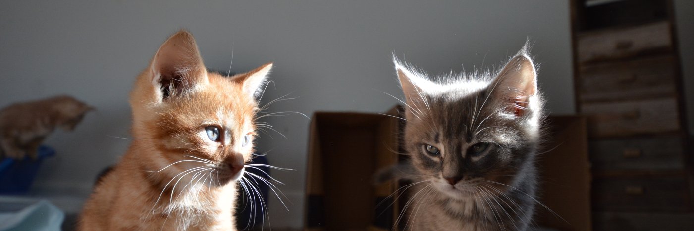 Flatbush Cats banner