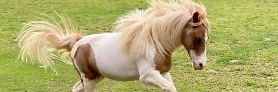 EquestrianProb's profile banner image