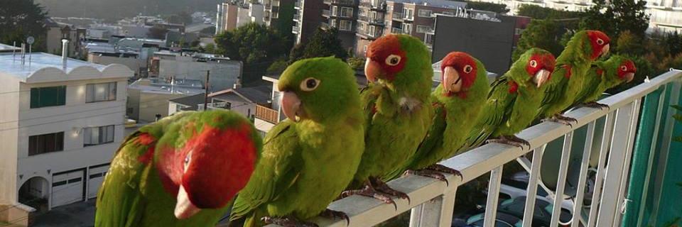 Wild Parrots of SF banner