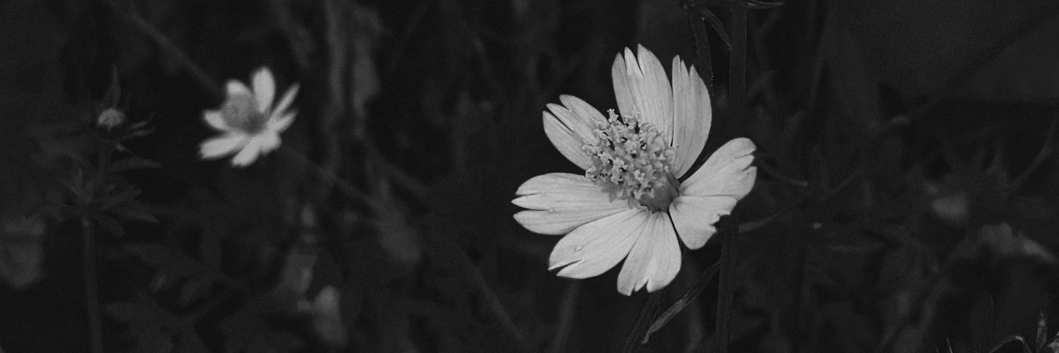 zevas_z's profile banner image
