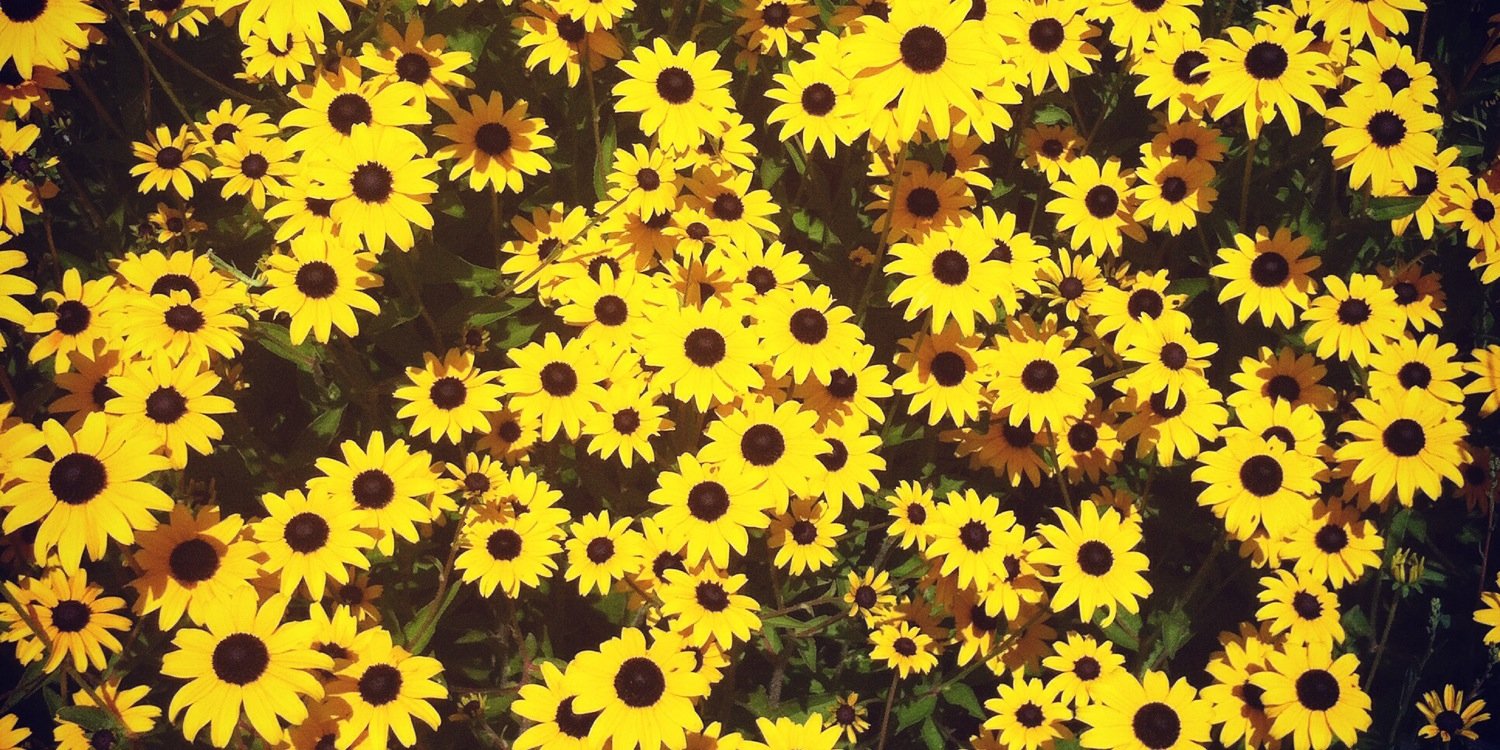 brittanedayne's profile banner image