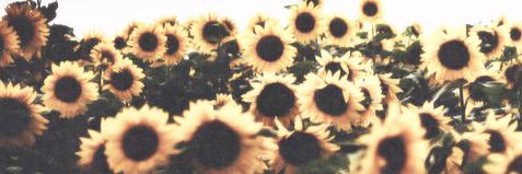 kaitlin_maher's profile banner image