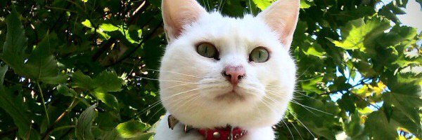jen_thecat banner