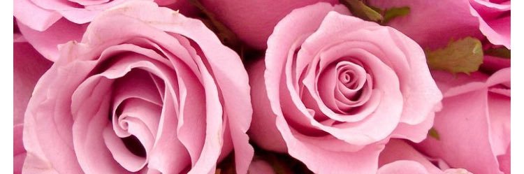 د.دلال البديوي banner