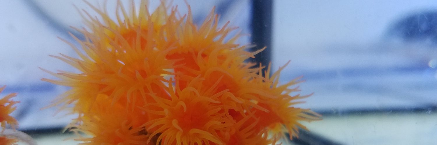 Carbonne Chloé banner