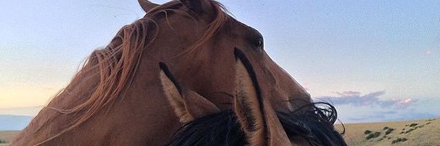 DanielaLlamas's profile banner image