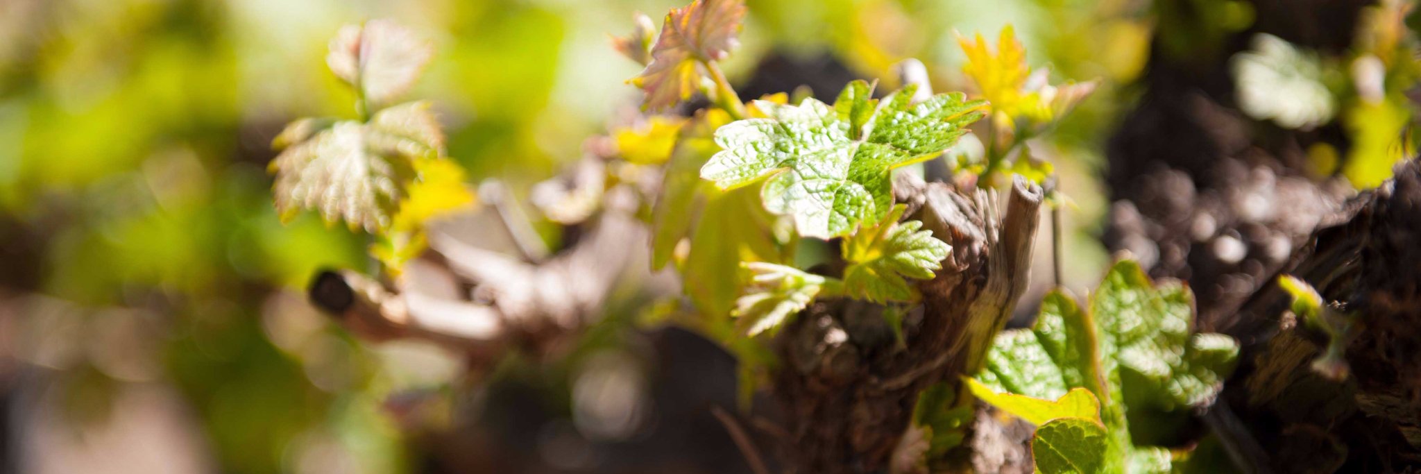 BreedekloofWine's profile banner image