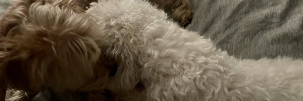 norijpeg Profile Banner