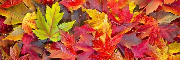 gingersim7 Profile Banner