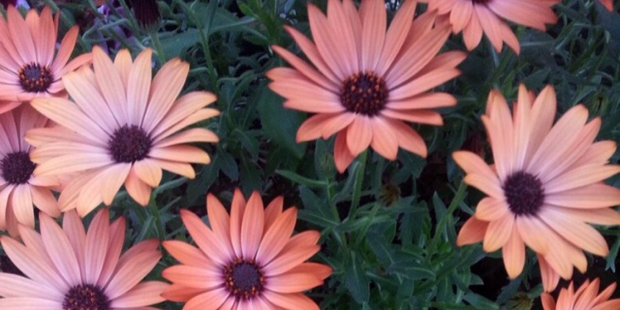 kelsey_brew's profile banner image