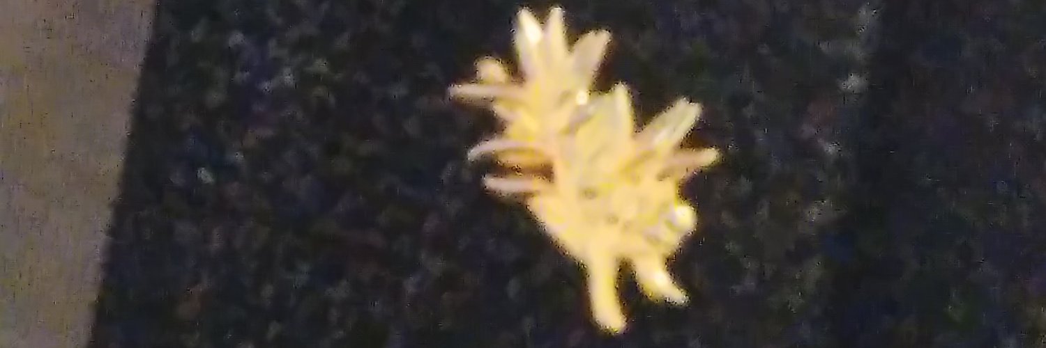 Perpia1's profile banner image