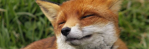 RossiCollin Profile Banner