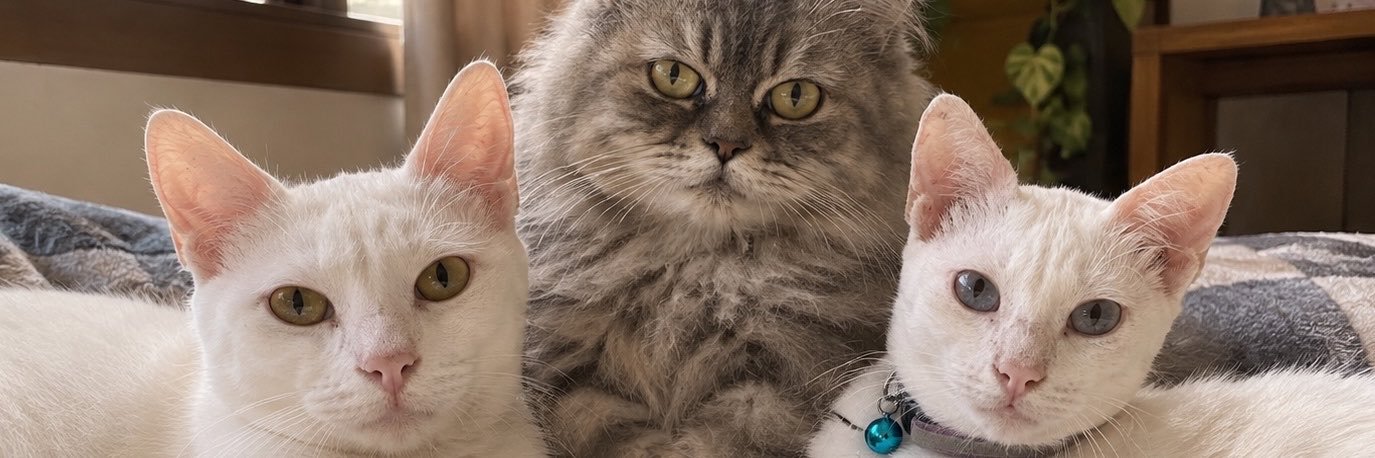 ijcamomot's profile banner image