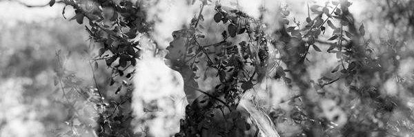 blossom_ASPD's profile banner image