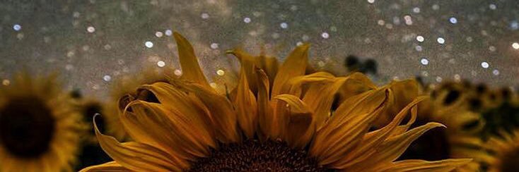 LudaCrys_'s profile banner image