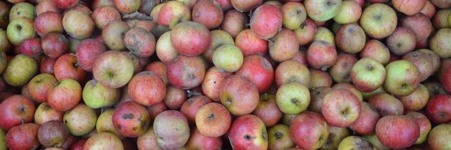 BumbleBee Cider banner