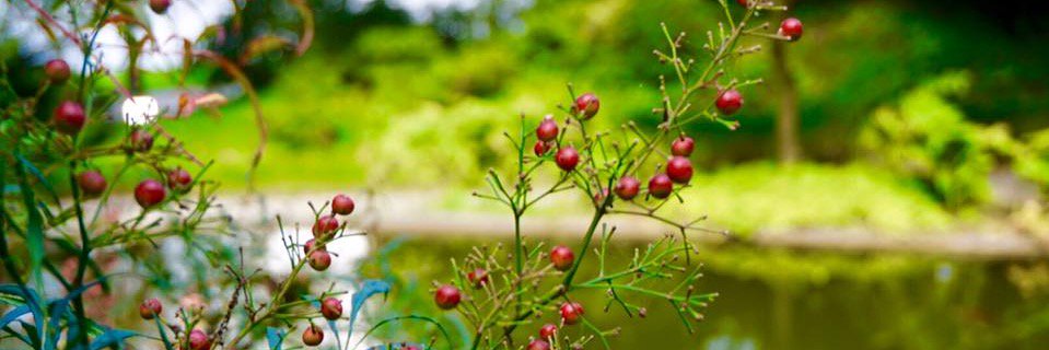 Joëlle Piché banner