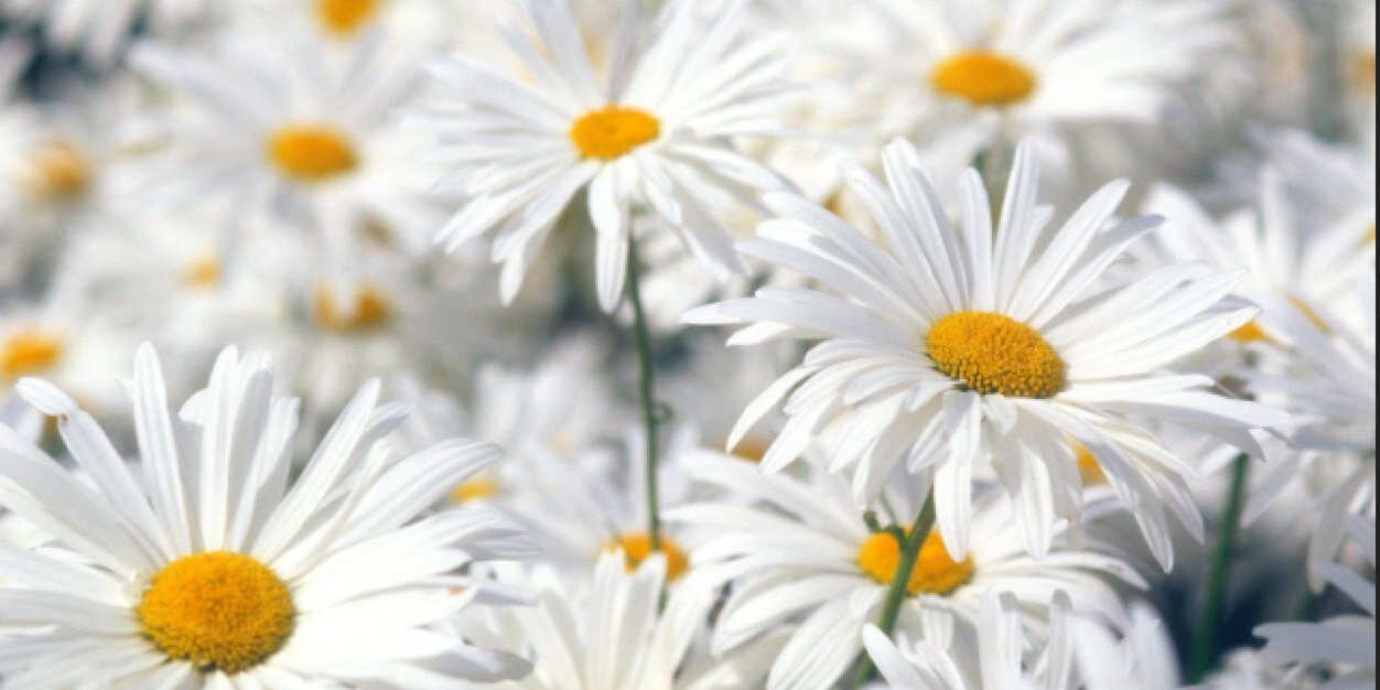 carlyalisha's profile banner image