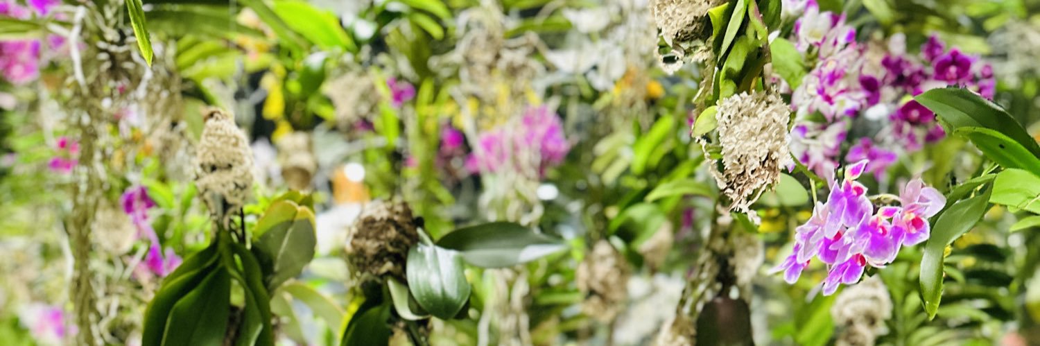 Saripajari's profile banner image