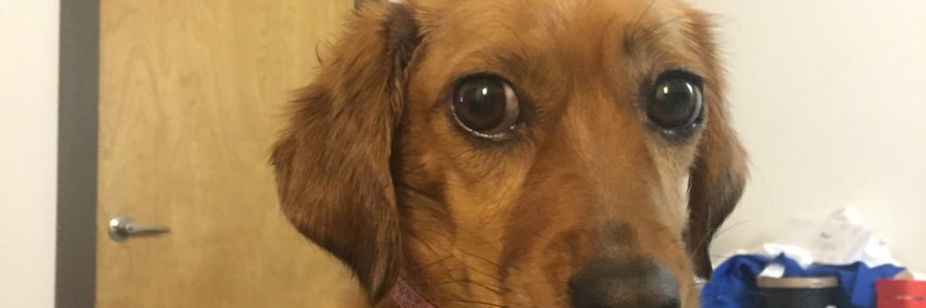 Amelia Mignonette Grimaldi Thermopolis Renaldo banner