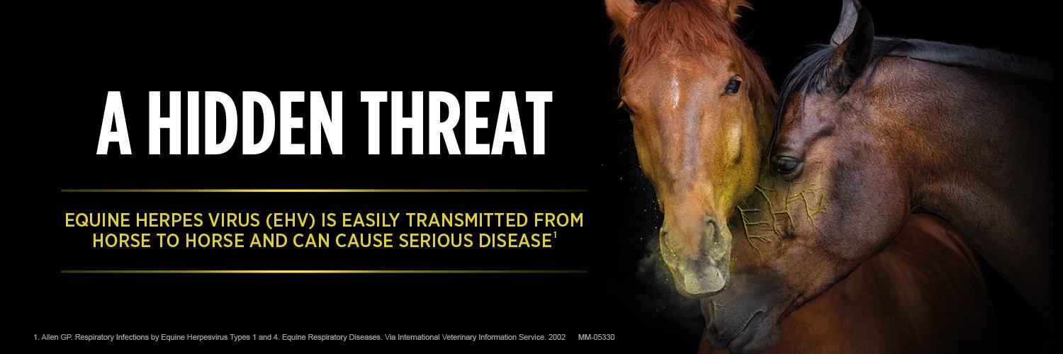 HorseDialog's profile banner image