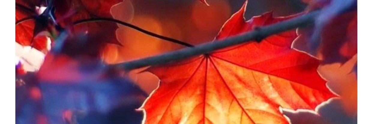 A_Mandolin_'s profile banner image