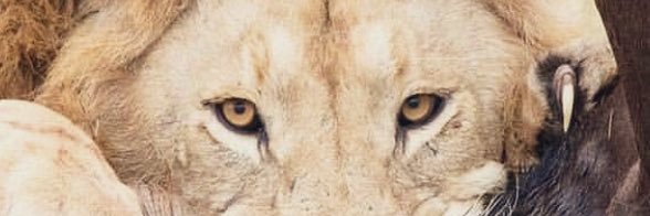 iMoicess's profile banner image