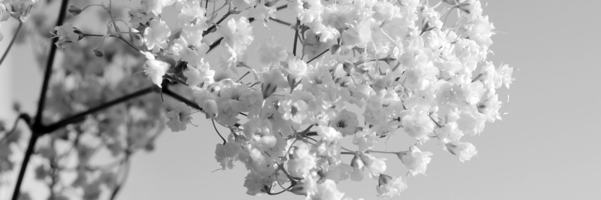 Banshee_ASPD's profile banner image