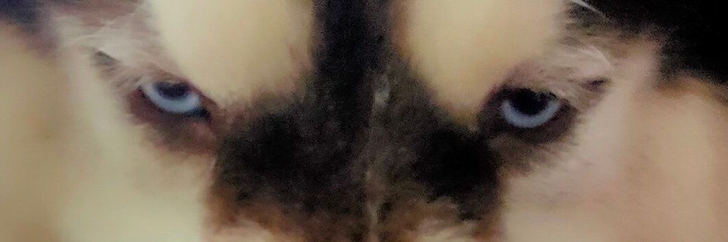Punnen George banner