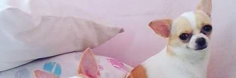 JinkyBananal's profile banner image