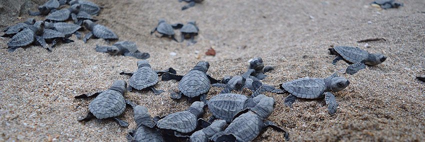 BaliSeaTurtle's profile banner image