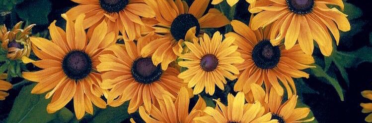 elya_ibrahim's profile banner image