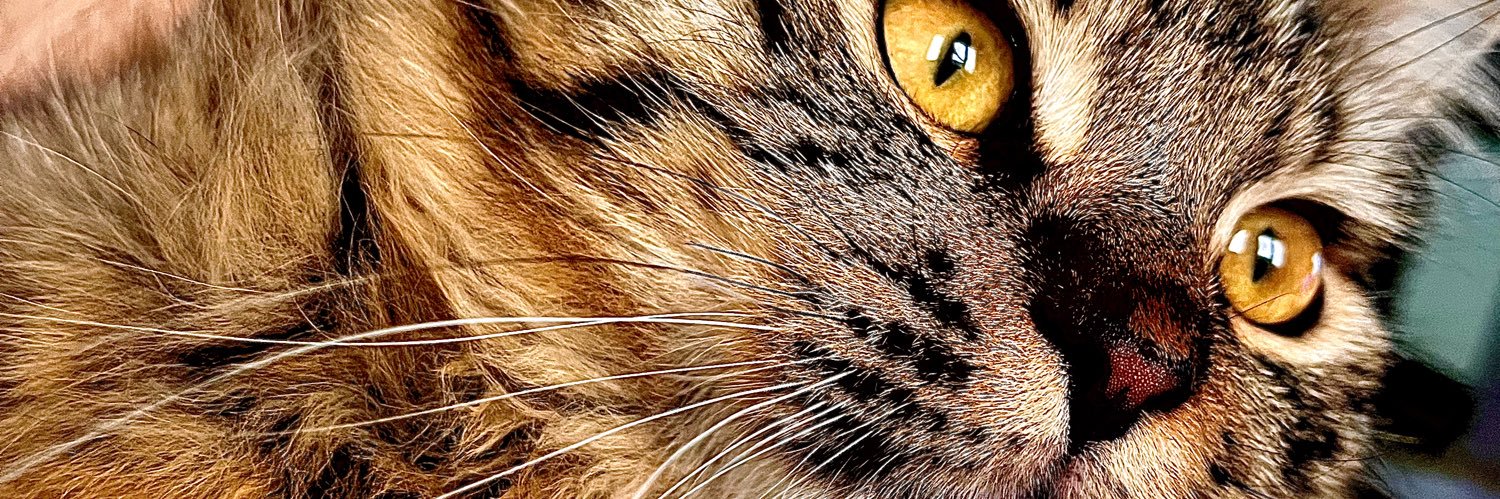 torunebrar's profile banner image