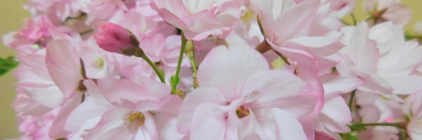 1955shima's profile banner image