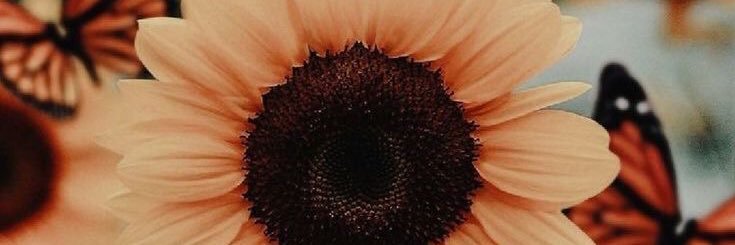 💲 banner