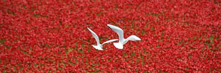 6bacd70bcfeb43b's profile banner image