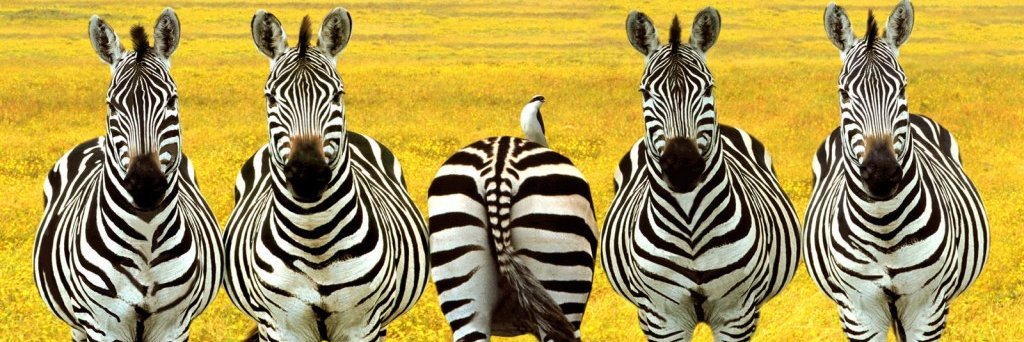 Martin_Knibbe's profile banner image