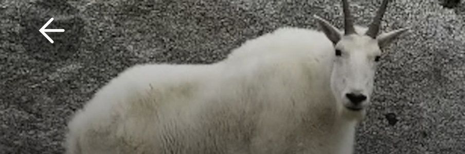 drunkengoat333's profile banner image