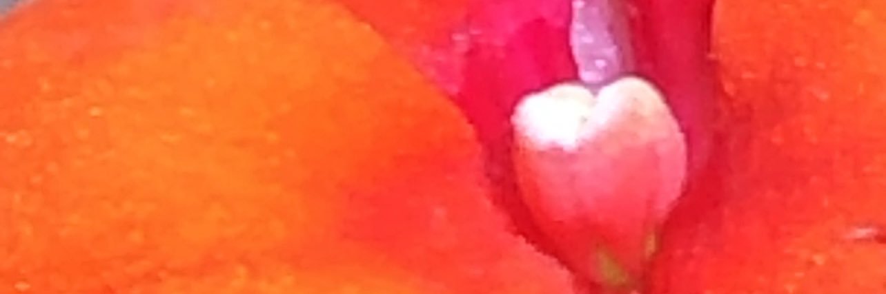 randigarn1's profile banner image
