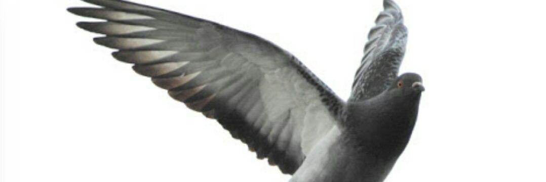 arama4433's profile banner image