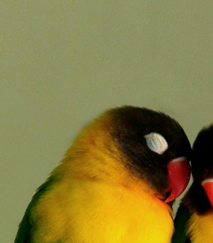arakalar's profile banner image